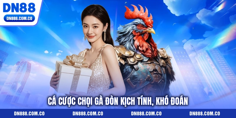 Cá cược chọi gà đòn kịch tính, khó đoán Cá cược chọi gà đòn kịch tính, khó đoán