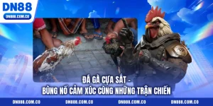 Đá Gà Cựa Sắt - Bùng Nổ Cảm Xúc Cùng Những Trận Chiến