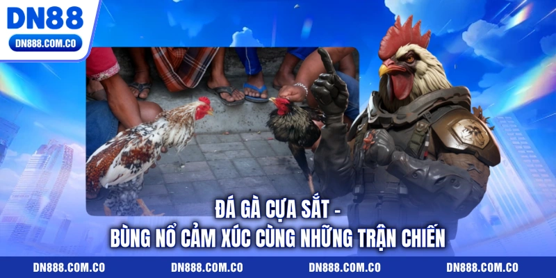 Đá Gà Cựa Sắt - Bùng Nổ Cảm Xúc Cùng Những Trận Chiến