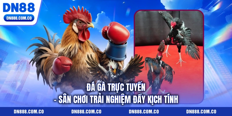 Đá Gà Trực Tuyến - Sân Chơi Trải Nghiệm Đầy Kịch Tính