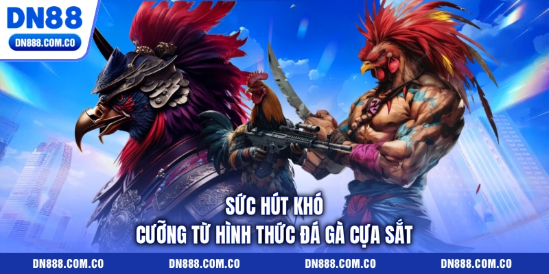 Sức hút khó cưỡng từ hình thức đá gà cựa sắt